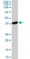 PSMD7 Antibody (monoclonal) (M01)
